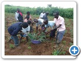 Parents of Bongova primary school harvesting onions from the school garden.