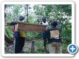 Establishing an apiary site in a natural ecosystem at Ocoko, Uganda.